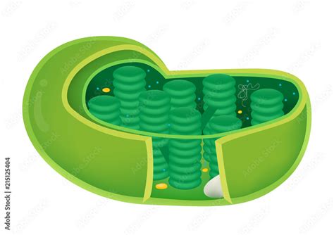 Chloroplast Clip Art at Clker.com - vector clip art online - Clip Art Library