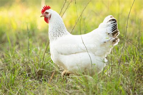 Delaware Heritage Chickens | Delaware chickens, Laying chickens breeds, Heritage chickens