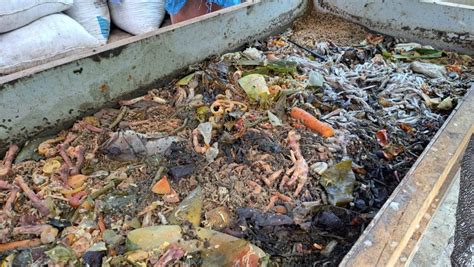 Budidaya Maggot BSF, Solusi Kurangi Sampah Makanan yang Bernilai Ekonomis – Aliansi Zero Waste ...