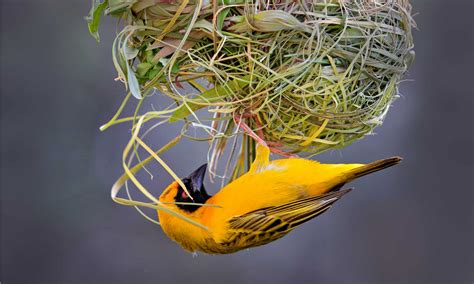 Weaver Bird Pictures - AZ Animals