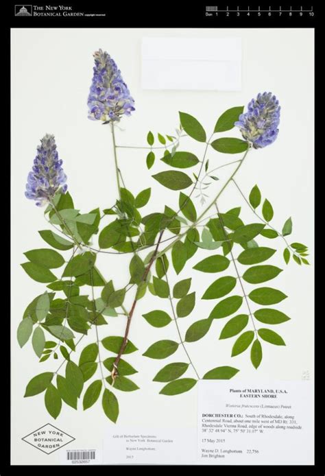 FAQs | Society of Herbarium Curators