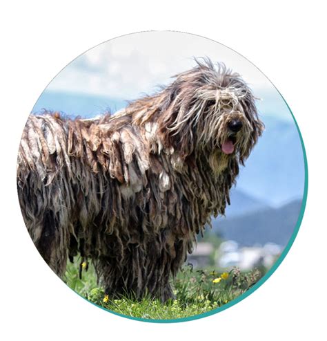 Dog Breed Corner: Bergamasco Shepherd | Mad Paws Blog