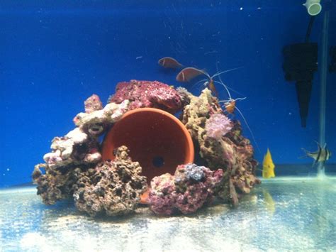 Clownfish breeding Clownfish, Saltwater Aquarium, Aquariums, Salty, Tanks, Tomato, Saltwater ...