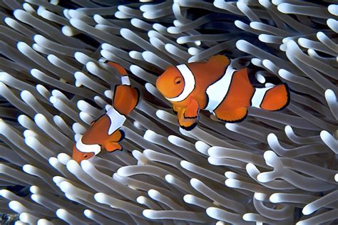 Sea Anemone And Clownfish Mutualism