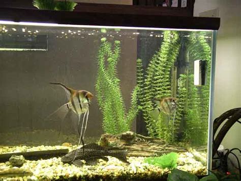 Angelfish Breeding: Page 2--The Angelfish Spawn Gallery