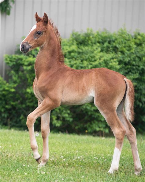 Pin by Pam Boyers on American Saddlebred | Horses, Beautiful horses, American saddlebred