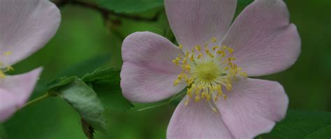 Winnipeg Parks and Open Spaces · iNaturalist