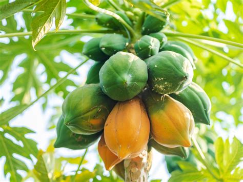 How To Harvest Papayas – Papaya Harvesting Methods