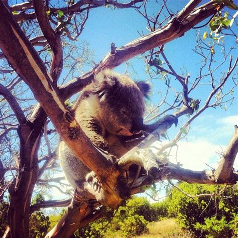 Great Otway National Park | National parks, Pet birds, Australian animals