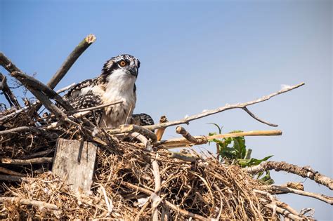 Gov. Whitmer, Legislature proclaim July as ‘Michigan Wildlife ...