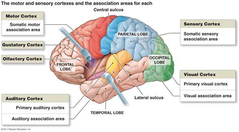 Image result for gustatory cortex | Motor cortex, Cerebral cortex ...