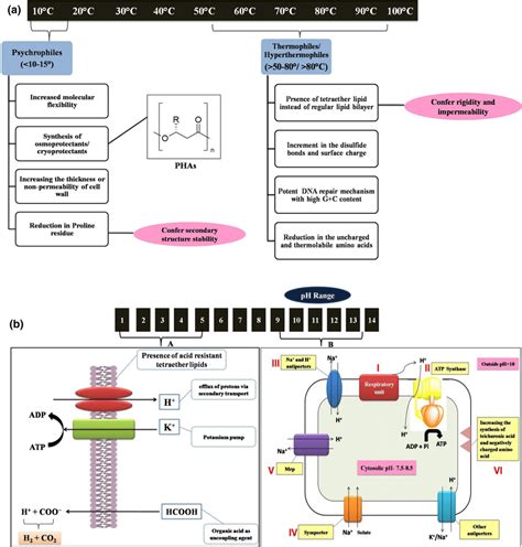 a Physiological adaptations in psychrophiles and... | Download Scientific Diagram