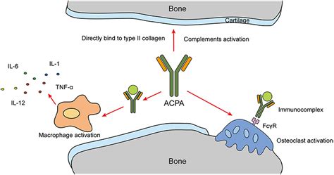 Frontiers | Anti-citrullinated Protein Antibody Generation, Pathogenesis, Clinical Application ...