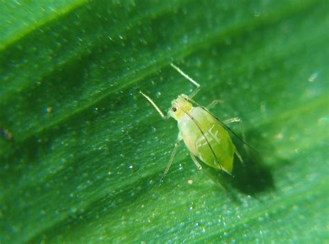 Natural Control of Aphids on Roses