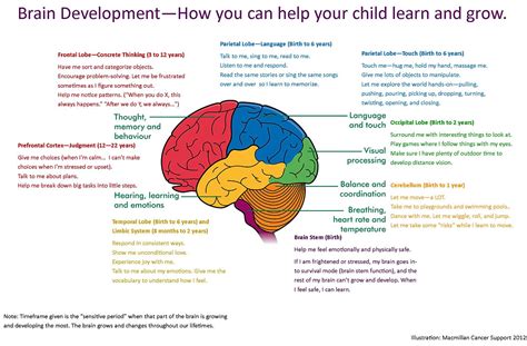 Brain Development-How you can help your child learn and grow