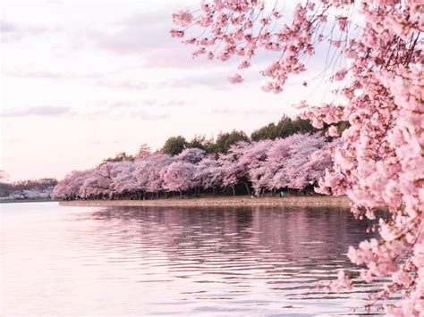 Korea Cherry Blossom Festival 2019 | I Visit Korea