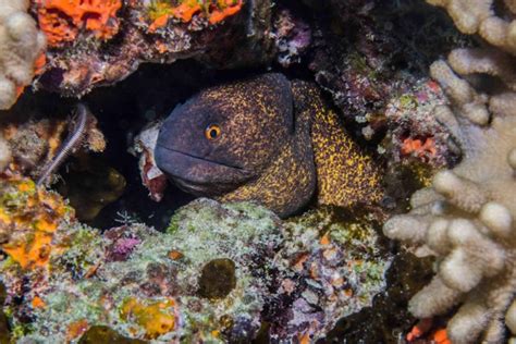 Yellow Edged Moray Eel- Facts Photographs Video | Seaunseen