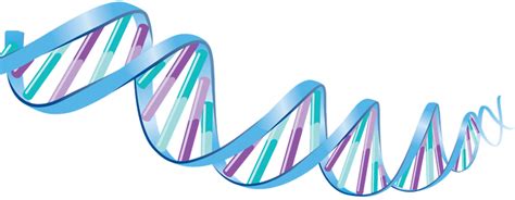 DNA - PNG image with transparent background | Free Png Images