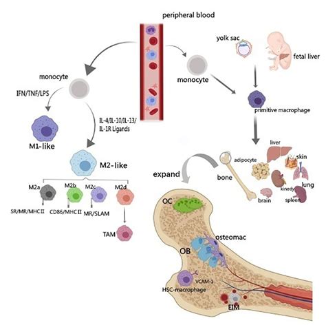 | Origin and classification of macrophages. The diagram illustrates the... | Download Scientific ...