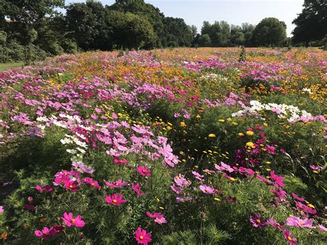 Wild flowers in West London. | Henry Rzepa's Blog