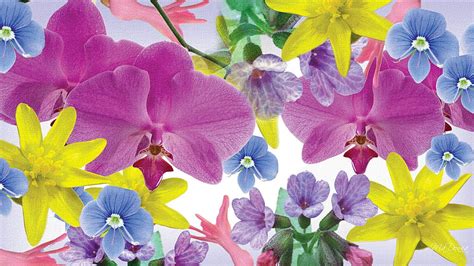 1080P free download | Colorful Flowers, orchids, yellow, purple spring, pink, susmmer, blue ...
