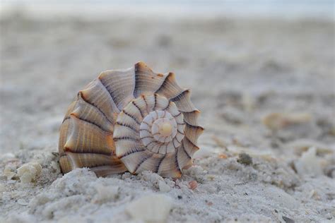 The Lightning Whelk Photograph by Melanie Moraga - Fine Art America