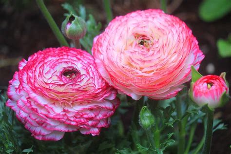 Anemones Flowers in the Garden Stock Photo - Image of pink, garden ...