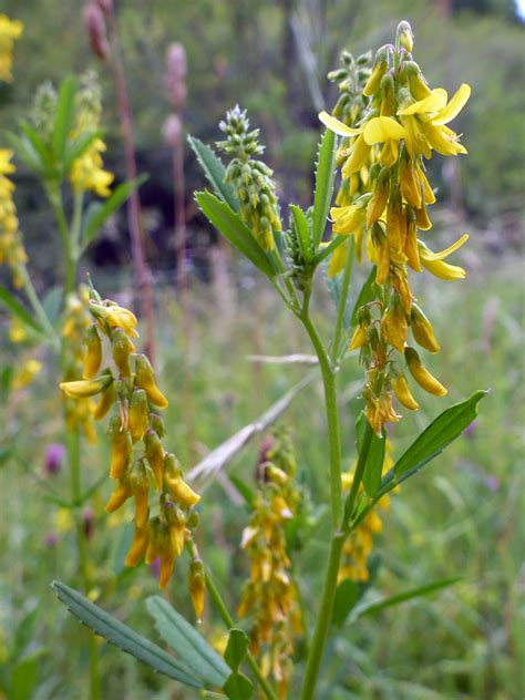 Photographs of Charfield Meadow Nature Reserve, Gloucestershire ...