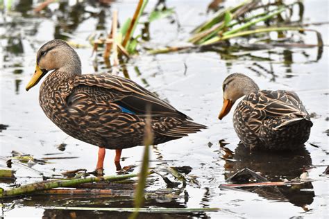 Mottled Ducks