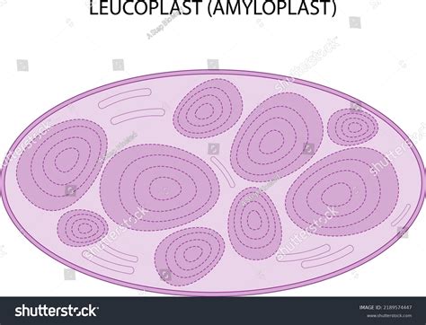 Leucoplast Amyloplast Starch Storage Plastid Stock Vector (Royalty Free ...