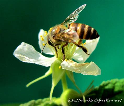 Bee Pollinating a Flower | Live Life and Love