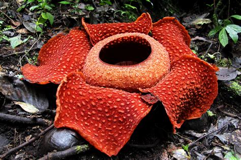 Raflesia Arnoldi | Padma giant (Rafflesia arnoldii) are obli… | Flickr