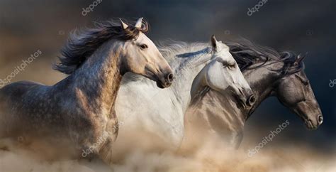 Three horses run Stock Photo by ©callipso_art 104668258