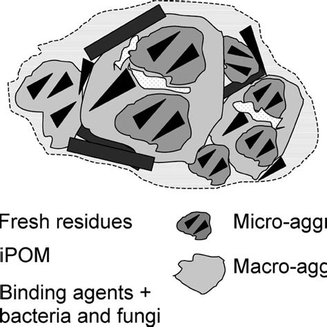 Model of aggregate formation dynamics and the role of large ...