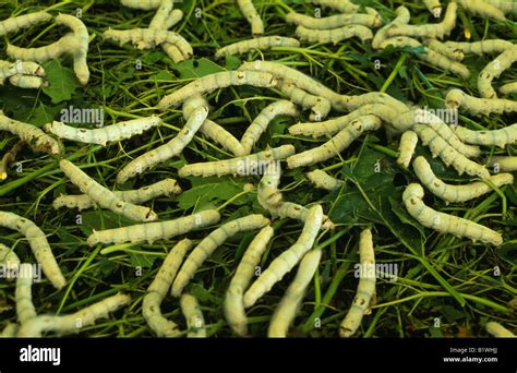 CHINA Asia Jiangsu Suzhou Silk Museum Silk worms feeding on mulberry ...