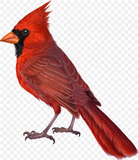 Bird Northern Cardinal Drawing Summer Tanager, PNG, 1033x1203px, Bird ...