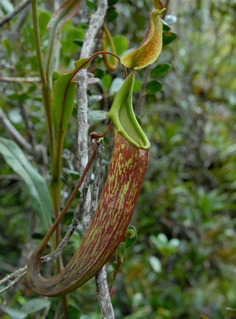 The possibly extinct Philippine pitcher plant | Kew