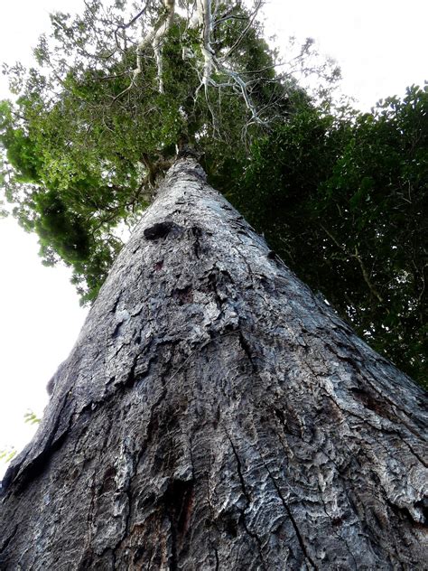 Atlantic Forest Tree [IMAGE] | EurekAlert! Science News Releases