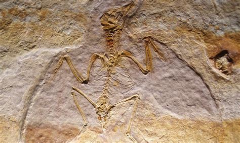 Silence of the enantiornithines: Fossils show flood wiped out colony of dinosaur-era birds ...