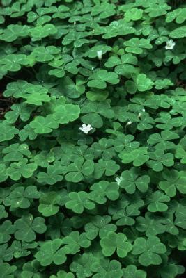 How to Care for an Outside Shamrock Plant | Home Guides | SF Gate