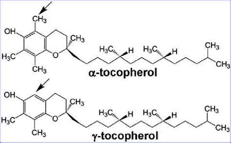 Tocopherols Market Share Archives - TechBullion