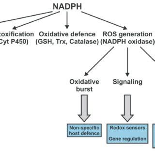 Signaling by NADP + derivatives. NADP + can be transformed into... | Download Scientific Diagram