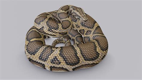 Burmese Python - Rigged 3D model - TurboSquid 1774445