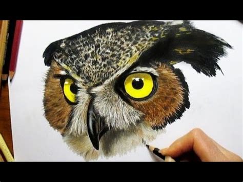 Owl Drawing Images With Colour - It-Is-worth