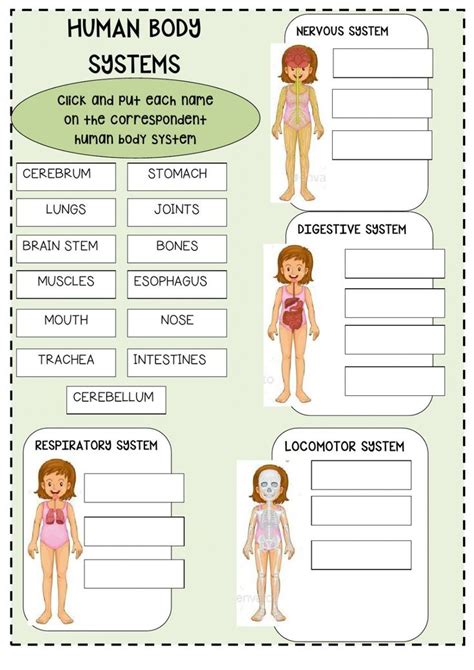 Human Body Systems Review Worksheet