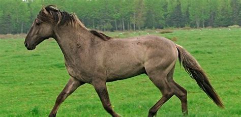 Sorraia horse breed - Portugal Wild Horses - Gustavo Mirabal Castro