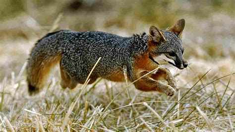 Once Nearly Extinct California Island Foxes No Longer Endangered : The Two-Way : NPR