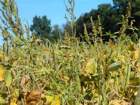 Herbicide rotation ineffective against resistance in waterhemp ...