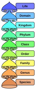 Taxon - Wikipedia