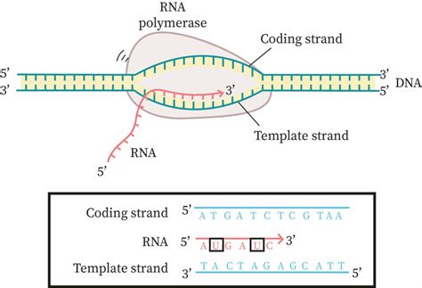 Template Strand Coding Strand